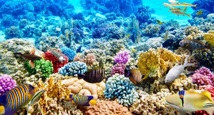 Barriera corallina Sharm el Sheikh