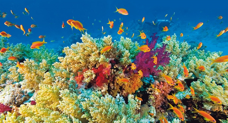 Barriera corallina Sharm el Sheikh