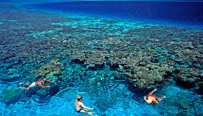 Mare Belize 