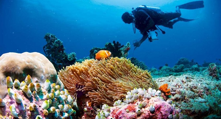 Snorkeling Maldive