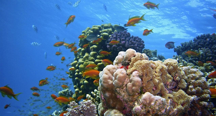 Barriera corallina - Sharm el Sheikh